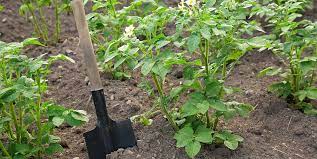 Am besten legt man zunächst eine geschlossene lage pappe auf das gras und befeuchtet diese. Kartoffeln Anbauen Und Ernten Anleitung