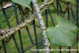 Image result for Tinospora orophila