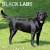Golden Black Retriever
