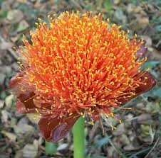 Image result for Coleotrype natalensis