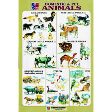 Chart No 20 Domestic And Pet Animals