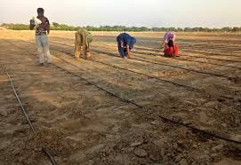 Shop the latest cotton drip deals on aliexpress. Adopt Drip Irrigation Cotton Growers Told