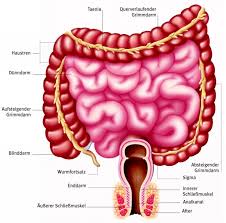  before a list or an explanation that is preceded by a clause that can stand by itself. Colon Aus Dem Gesundheitslexikon Gesundheit Medizin Und Heilkunde Auf Wissen De