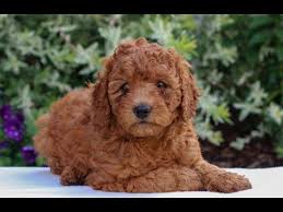 Find the best responsible breeders near you. Goldendoodle Puppies For Sale Under 500 07 2021