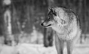 Cool blue wolf wallpapers on wallpaperdog. Wolf 4k Desktop Wallpapers Wallpaper Cave