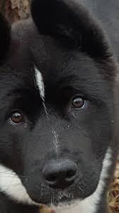 Our American Akita Luna 4 Months Old Akita Dog Akita Puppies Dogs
