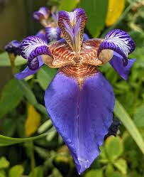 Image result for Neomarica northiana