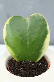 1 package 2 plant hoya sunrise free 1 plant hoya kerrii varigata with $203, top. Hoya Kerrii Variegata Baby Mestre Jardineiro