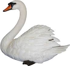 Swan Clipart Trumpeter Swan Transparent Background Swan Png Transparent Cartoon Jing Fm This story is about a tiger and swan, watch and enjoy this cartoon story. transparent background swan png