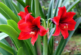 Image result for Amaryllidaceae