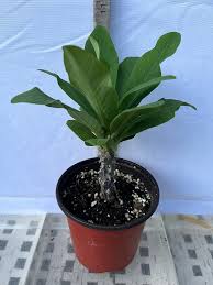 Image result for Euphorbia chevalieri