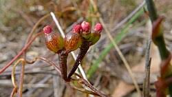 Image result for Cassytha pondoensis