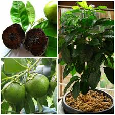 Exotische Pflanzen Der Schokoladen Apfelbaum Furs Haus Und Garten Exotische Pflanzen Pflanzen Garten Pflanzen