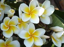 Jasmin Flower Facts My East Rand Caracteristicas De Las Plantas Jazmin Flor Arbol De Plumeria