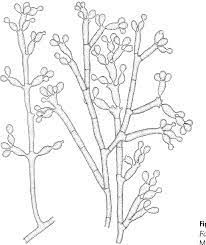 Pedrosoi and the new defined f. Figure 5 From Fonsecaea Nubica Sp Nov A New Agent Of Human Chromoblastomycosis Revealed Using Molecular Data Semantic Scholar