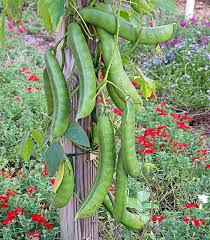 Image result for Canavalia