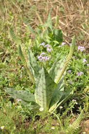 Image result for Ledebouria luteola