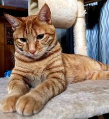 Naming your cat is a private factor and it is not simple to discover a good (most contexts, the concept of good denotes the conduct) kitten (kitten is a juvenile cat) identify. 180 Orange Tabby Cat Names The Paws