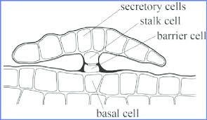 Check spelling or type a new query. Schematic Of The Peltate Trichome On The Pericarp Surface In Pterocarya Download Scientific Diagram