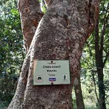 Image result for Craibia