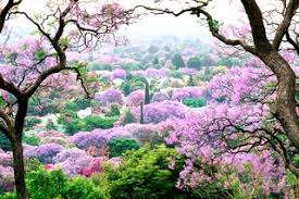 23 Spring Flower Pictures from Around the World | Condé Nast Traveler