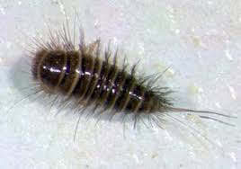 The solution is to make sure all the allergens (the hairs) are removed from the environment. Carpet Beetle Nature S Way Pest Company