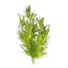 Image result for Najas