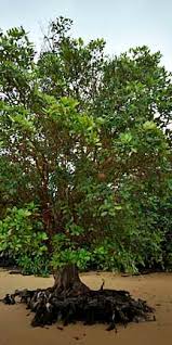 Image result for Xylocarpus
