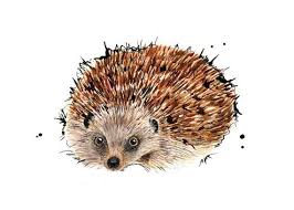 Image Result For Kids Kreations Hedgehog Hedgehog Drawing Woodland Creatures Original Artwork