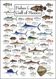 Bright Sea Fish Identification Chart 2019