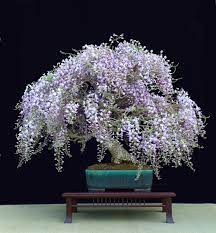 Purchase your perfect bonsai tree from a reputable bonsai retailer to ensure long lasting enjoyment. Top 10 Flowering Bonsai Trees Wisteria Bonsai Flowering Bonsai Tree Bonsai Tree