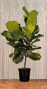 Image result for Ficus