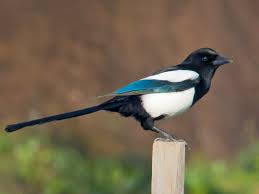 Check spelling or type a new query. Eurasian Magpie Ebird