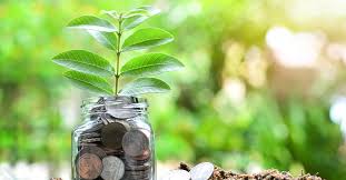 Aprende como puede ganar dinero en internet fácilmente. 7 Plantas Que Atraen Dinero Y Prosperidad Blog Verdecora