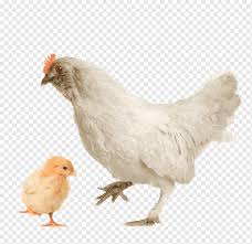 With their bright blue feet, it's not hard to see this bird. White Hen Chicks Animal Biological Hen Png Pngwing