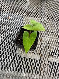 Image result for Anchomanes