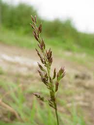 Image result for Agrostis continuata