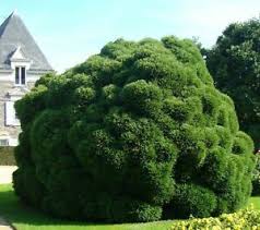 Nichts verleiht einem garten so viel struktur wie ein exponiert gepflanzter baum. I Sicheltanne I Grosser Garten Baum Kleiner Garten Bonsai Saatgut Samen Ebay