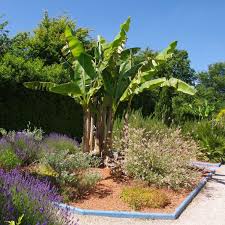 Une plante appropriée peut résister à la luminosité plus limitée (par rapport à l'extérieur), à la température ambiante constante (même pendant les mois pourriez vous me conseiller sur le type de planté que je pourrai associer à ce palmier pour finaliser mon petit massif? Planter Un Bananier Gamm Vert