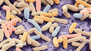 However, eating or drinking food or water contaminated with certain types. E Coli Bacteria Engineered To Eat Carbon Dioxide