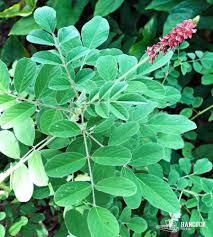 Image result for Indigofera astragalina