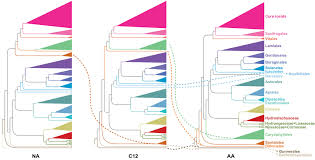 Image result for Hydrostachys insignis