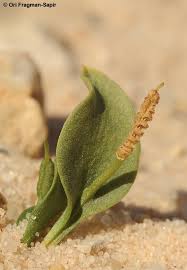 Image result for Ophioglossum polyphyllum