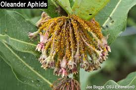 It sometimes spreads plant viruses from one plant to another. Aphids Spoiling Monarch Milkweeds Bygl