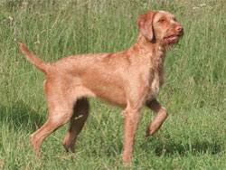 Wirehaired vizsla puppies for sale founded in 1884, the akc is the recognized and trusted expert in breed, health and training information for dogs. The Wirehaired Vizsla Autumn Breeze Kennel