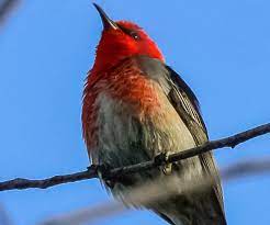 Small grey bird with red head. Birds