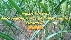 Check spelling or type a new query. Musim Kemarau Daun Jagung Manis Pada Menggulung Youtube