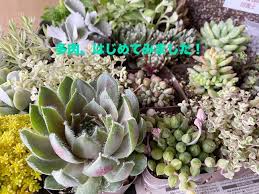 おうちでガーデニング 外出自粛中に多肉植物の寄植えをはじめました 農場で育てている多肉植物の安い店も紹介 鉢底石の代替品は メジャートリップ 旅行 スタイルブログ