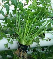 Selain itu tanaman seledri juga dikenal sebagai obat herbal yang ampuh mengobati. Cara Menanam Daun Seledri Secara Hidroponik Beserta Fungsi Macamnya