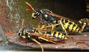 3 Astuces Naturelles Pour Eloigner Les Guepes Comment Eloigner Les Guepes Piqure De Guepe Guepe